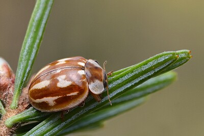 Coccinella a striscie