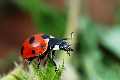 Coccinella magnifica