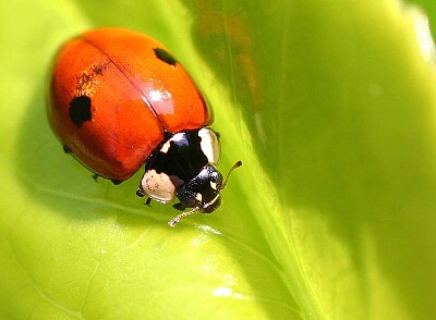 Adalia bipunctata