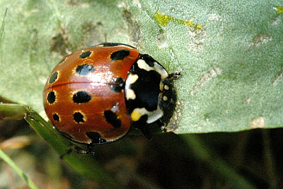 Anais ocellata