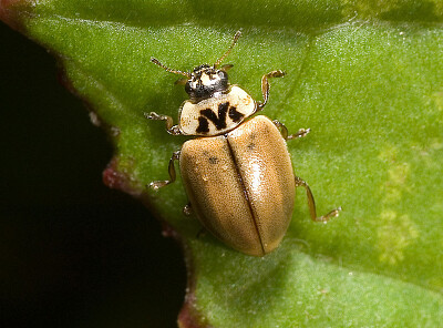 Aphidecta obliterara