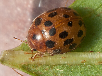 Subcoccinella vigintiquatuorauctata