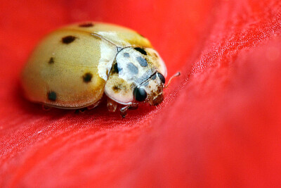 Coccinella a dieci macchie