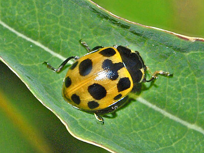 Hippodamia notata