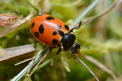 Hippodamia septemmaculata