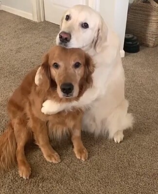 פאזל של dos perros abrazandose