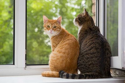 פאזל של dos gatos juntos viendo un paisaje