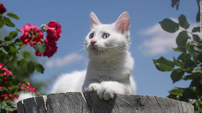 un gato hermoso entre un lindo y hermoso paisaje jigsaw puzzle