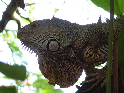 Iguana verde al acecho