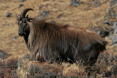 Tahr himalayano