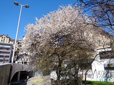 Neuchâtel cerisier en fleurs