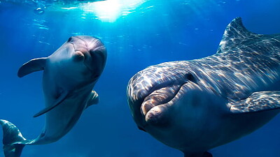 PAREJA DE DELFINES