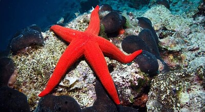 ESTRELLA DE MAR ROJA jigsaw puzzle