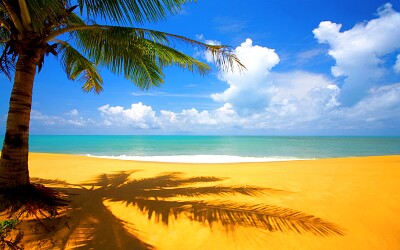 playa con palmera