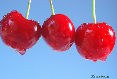 פאזל של CERISES