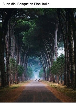 Bosques Pisa Italia