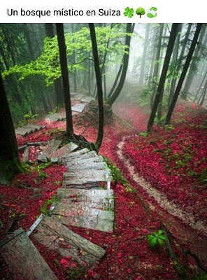 Bosques misticos en Suiza