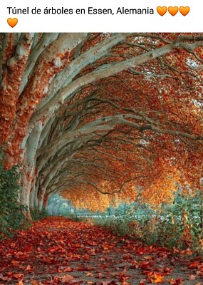 Tunel de aboles Alemania jigsaw puzzle