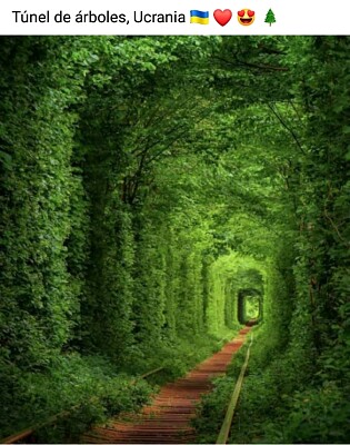 Tunel de arboles Ucrania