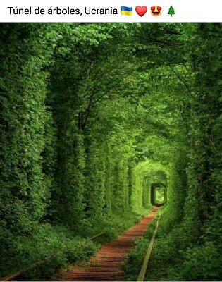 Tunel de arboles Ucrania jigsaw puzzle