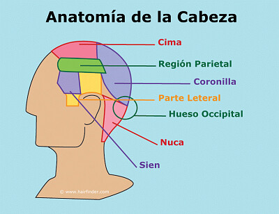 פאזל של parte de la cabeza