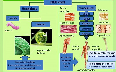 UNICELULAR Y PLURICELULAR