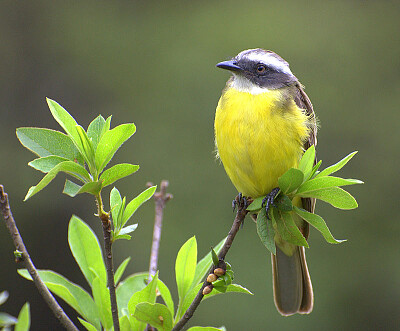 Myiozetetes similis