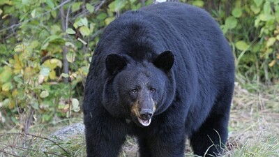 canadian black bear