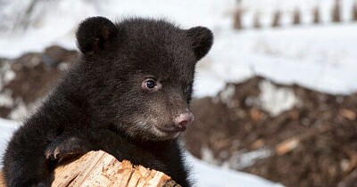 פאזל של canadian black bear cub