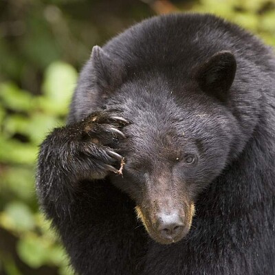 canadian black bear 2 jigsaw puzzle