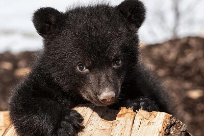 canadian black bear cub 2