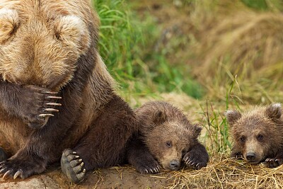 grizzly and bear cubs