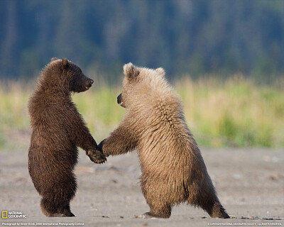 grizzly bear cubs