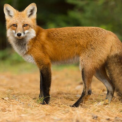 canadian red fox jigsaw puzzle