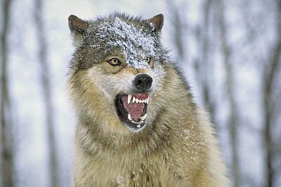 eastern timber wolf not so happy