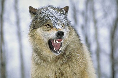 פאזל של eastern timber wolf not so happy