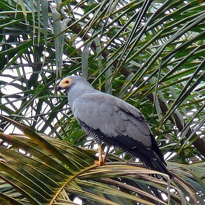 Gimnogne del Madagascar