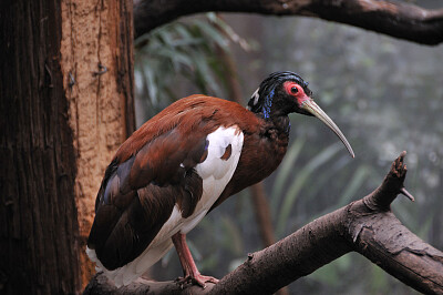 Ibis del Madagascar