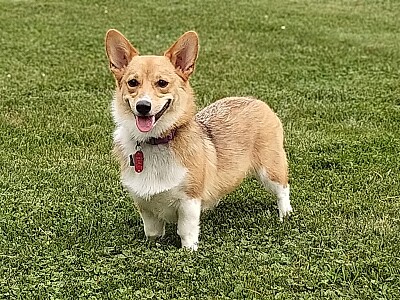 פאזל של Welsh corgi pembroke