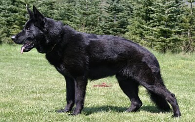 German shepherd black jigsaw puzzle