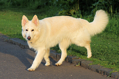 פאזל של German shepherd white