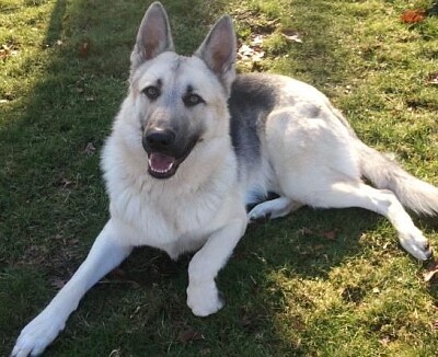 German shepherd white and silver