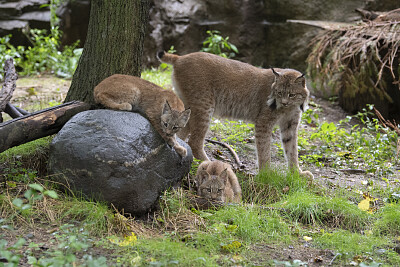 פאזל של Canada lynx cubs