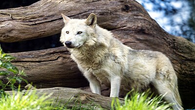 Canadian Timber Wolf jigsaw puzzle