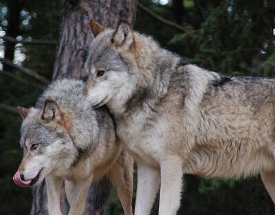 eastern timber wolfs