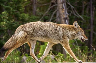 coyote jigsaw puzzle