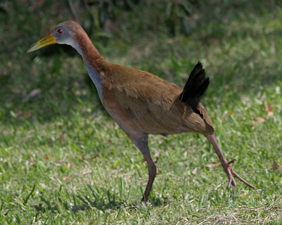 Rallo boschereccio gigante