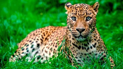 פאזל של leopardo