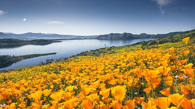 Flor e rio