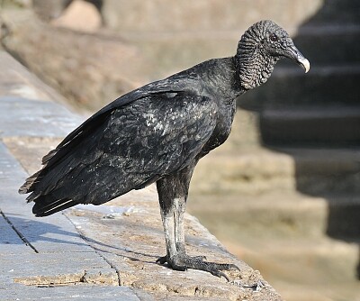 Black vulture jigsaw puzzle